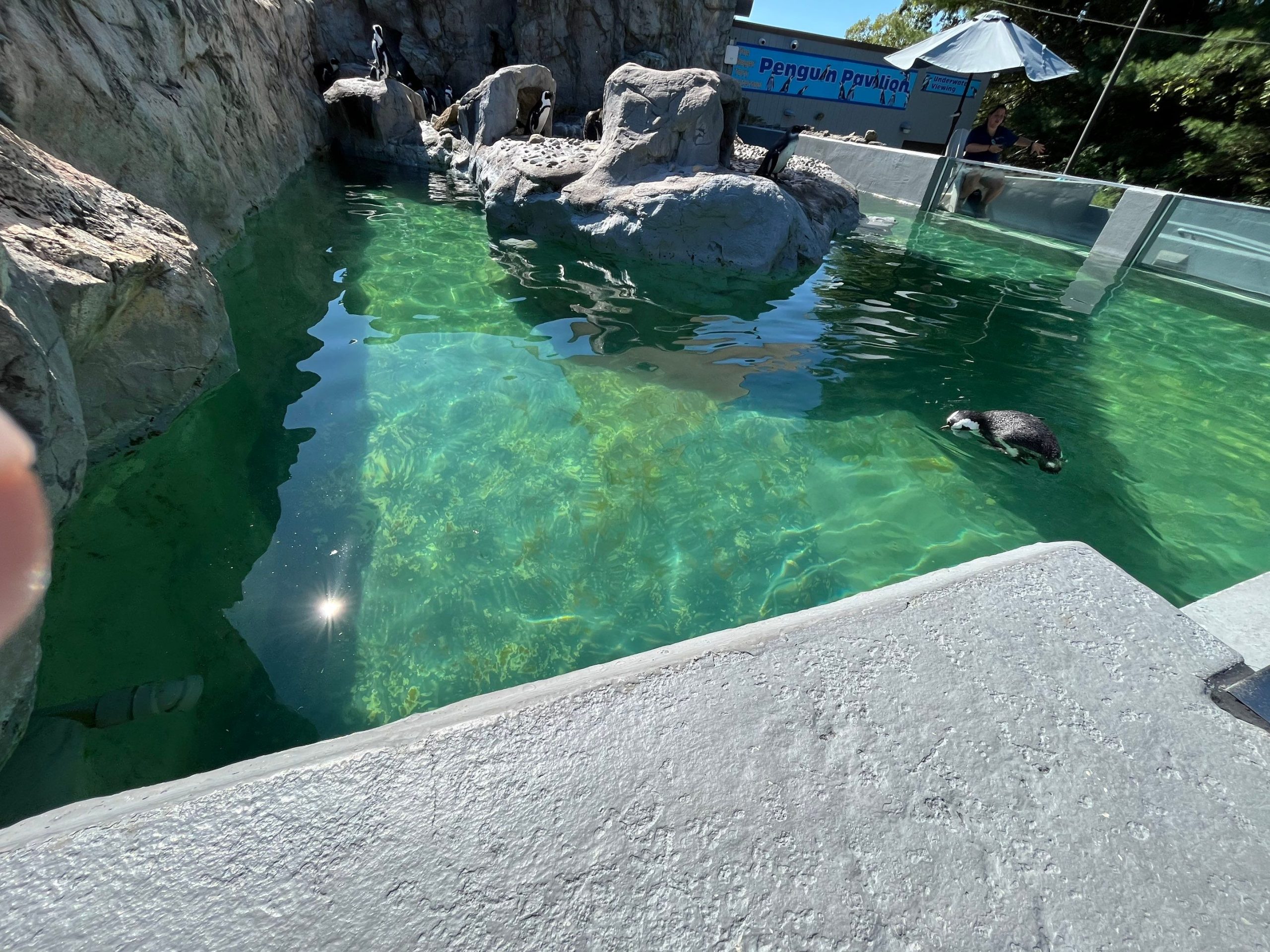 Marine Conservation- Sea Lion and Penguin Exhibit Restoration Enhancing Visitor Experience Through Expert Aquatic Habitat Restoration 17
