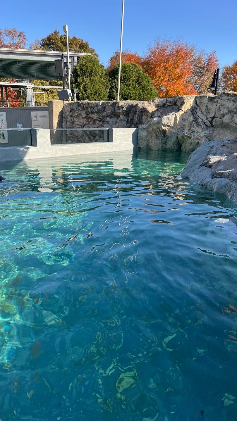 Marine Conservation- Sea Lion and Penguin Exhibit Restoration Enhancing Visitor Experience Through Expert Aquatic Habitat Restoration 17