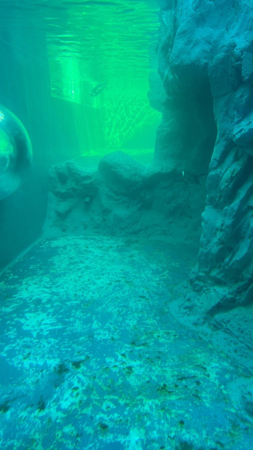 Marine Conservation- Sea Lion and Penguin Exhibit Restoration Enhancing Visitor Experience Through Expert Aquatic Habitat Restoration 17